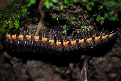 Ventral view of Polydesmid Millipede